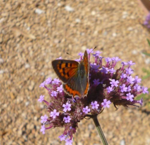 Lycaena phlaeas
